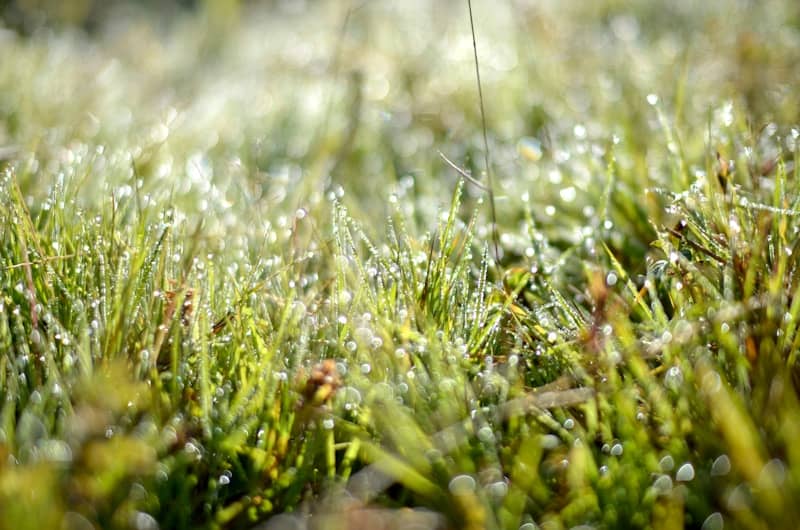 Dew drops sparkle on green grass in morning light