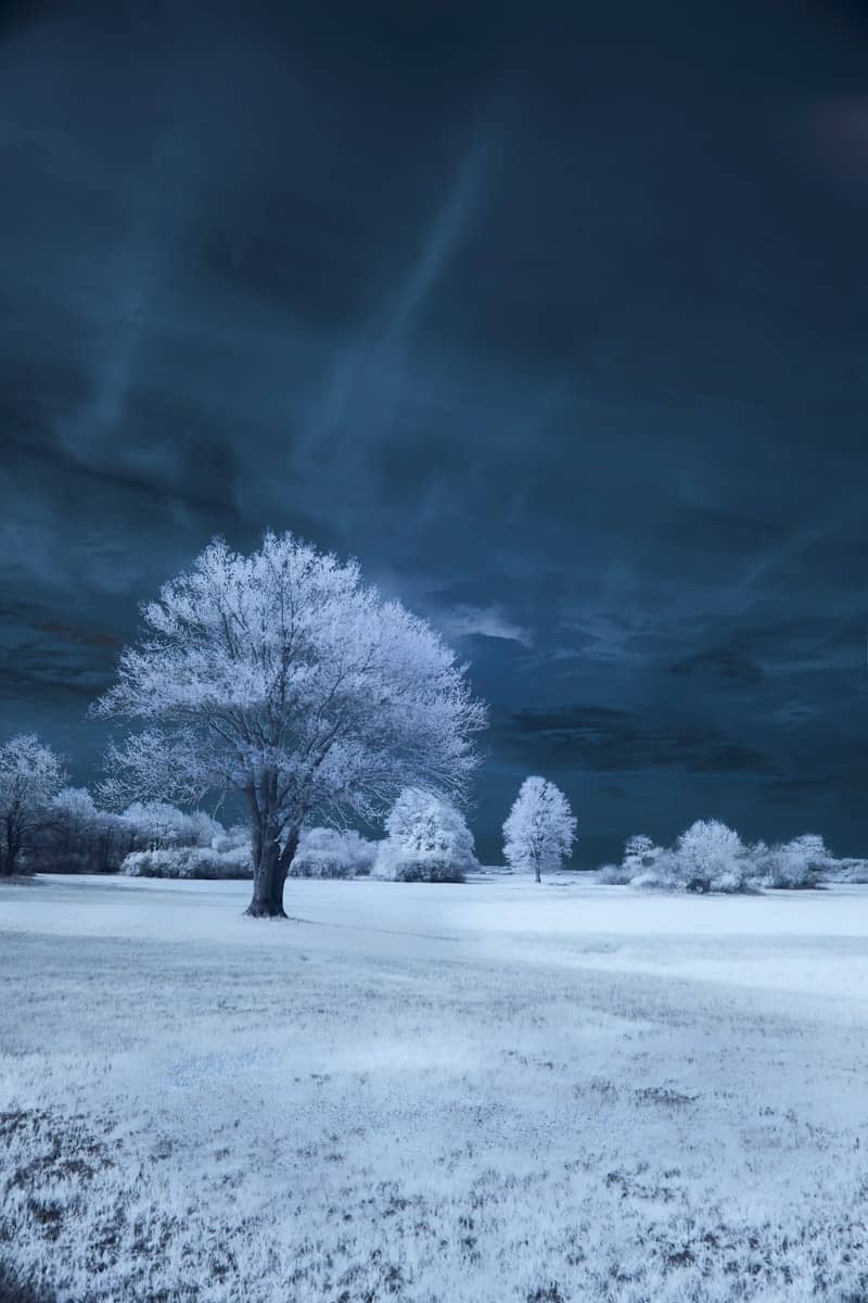Bare trees in a field under a dark sky