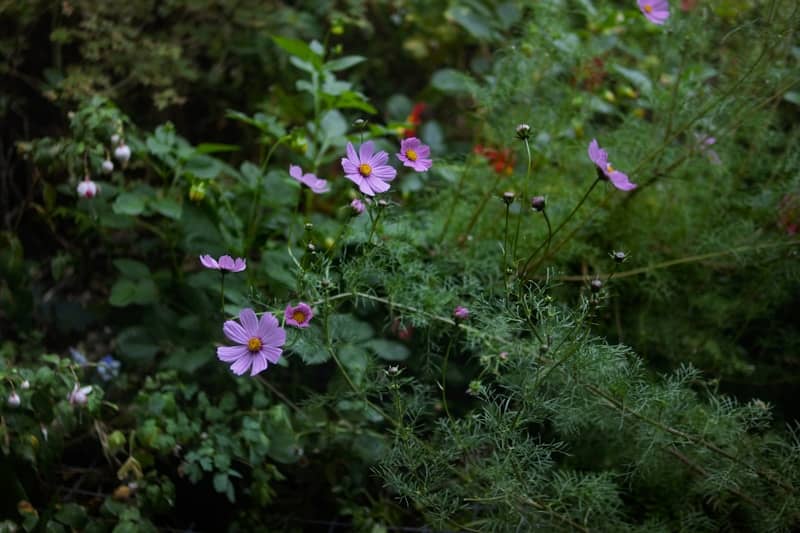 Delicate pink cosmos flowers bloom amongst lush green foliage.