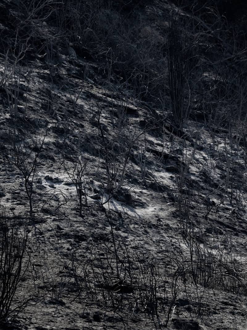 Charred landscape with trees and exposed earth.