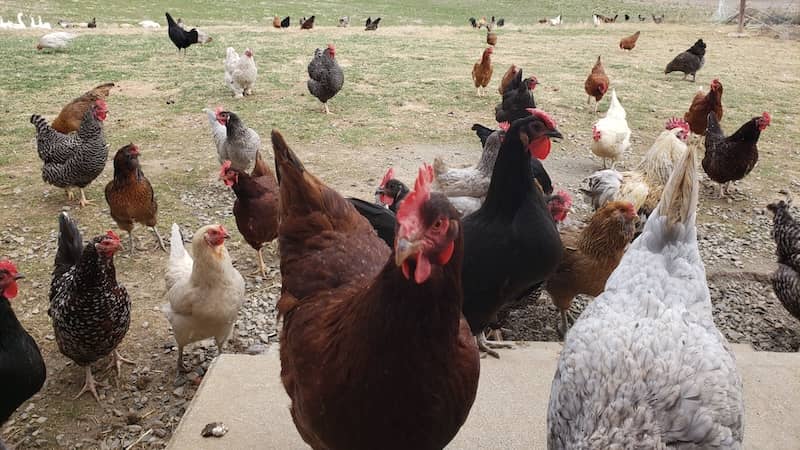 roosters and hens in barnyard