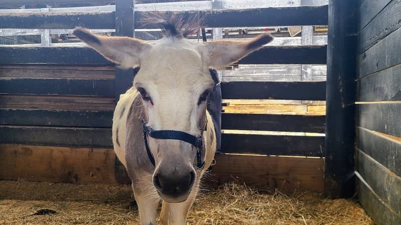 horse in stall at county fair