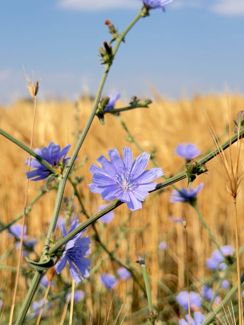 Light blue chicory flowers on thin green stems against a golden wheat field.