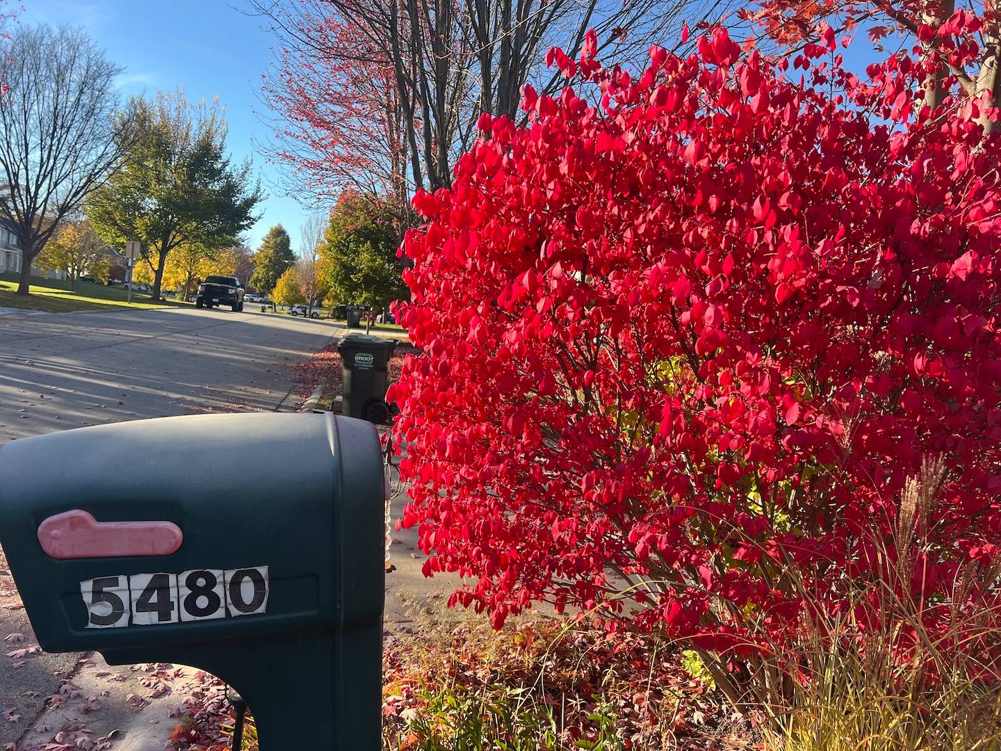 A bright red burning bush appears behind a mailbox along a suburban street.
