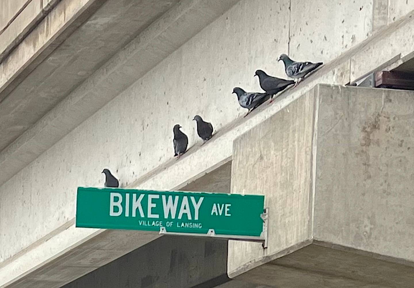 Six pigeons sit on a ledge over a "Bikeway Ave" street sign.