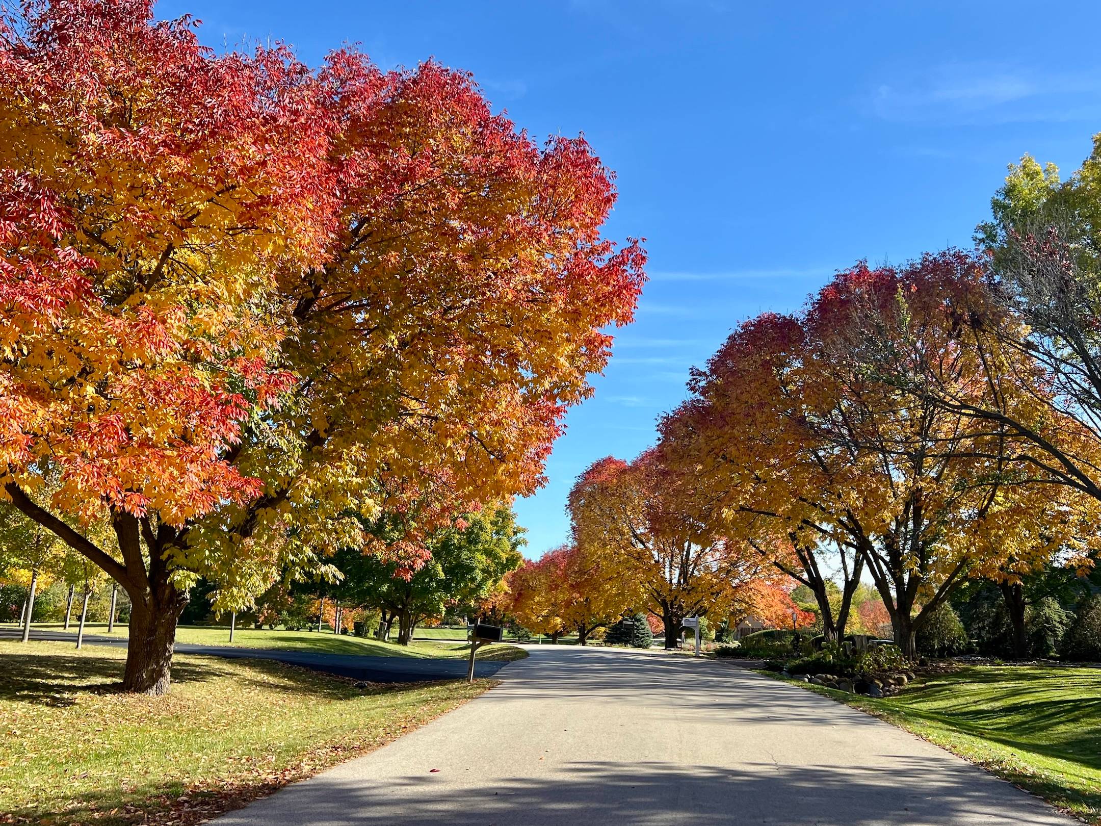 Bright red, orange and yellow trees line a road through an open residential area