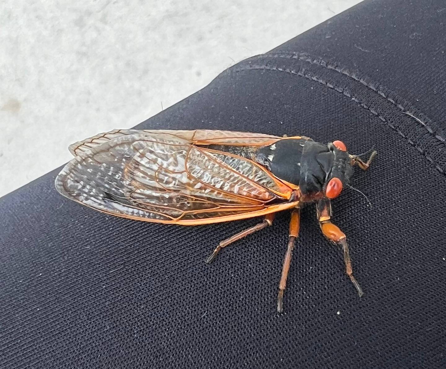 A cicada with red-orange eyes and brown-orange coloring sits on a person's bike shorts.