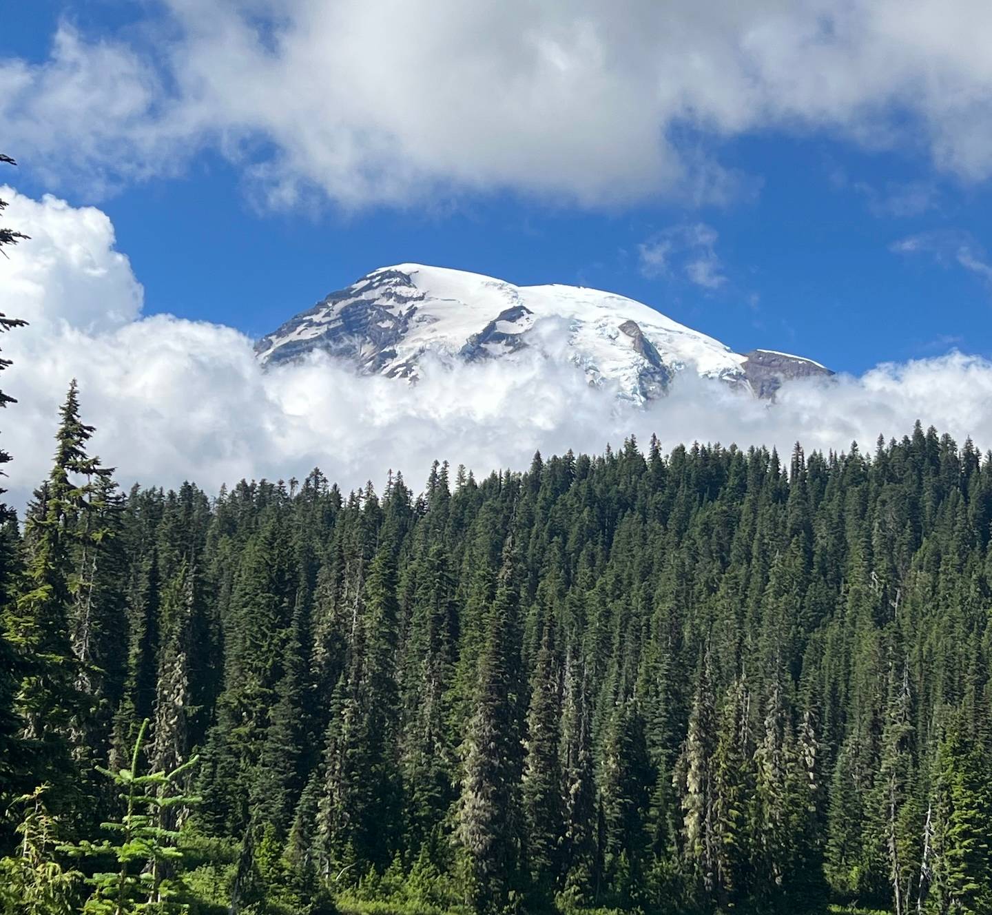 The snow-covered peak of Mount Rainier appears over a line of tall pine trees.
