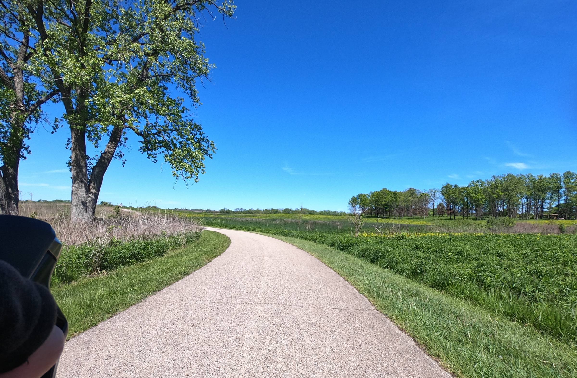 Looking down a paved trail curving left between grasslands with a tall tree on the left and more trees in the far right background.