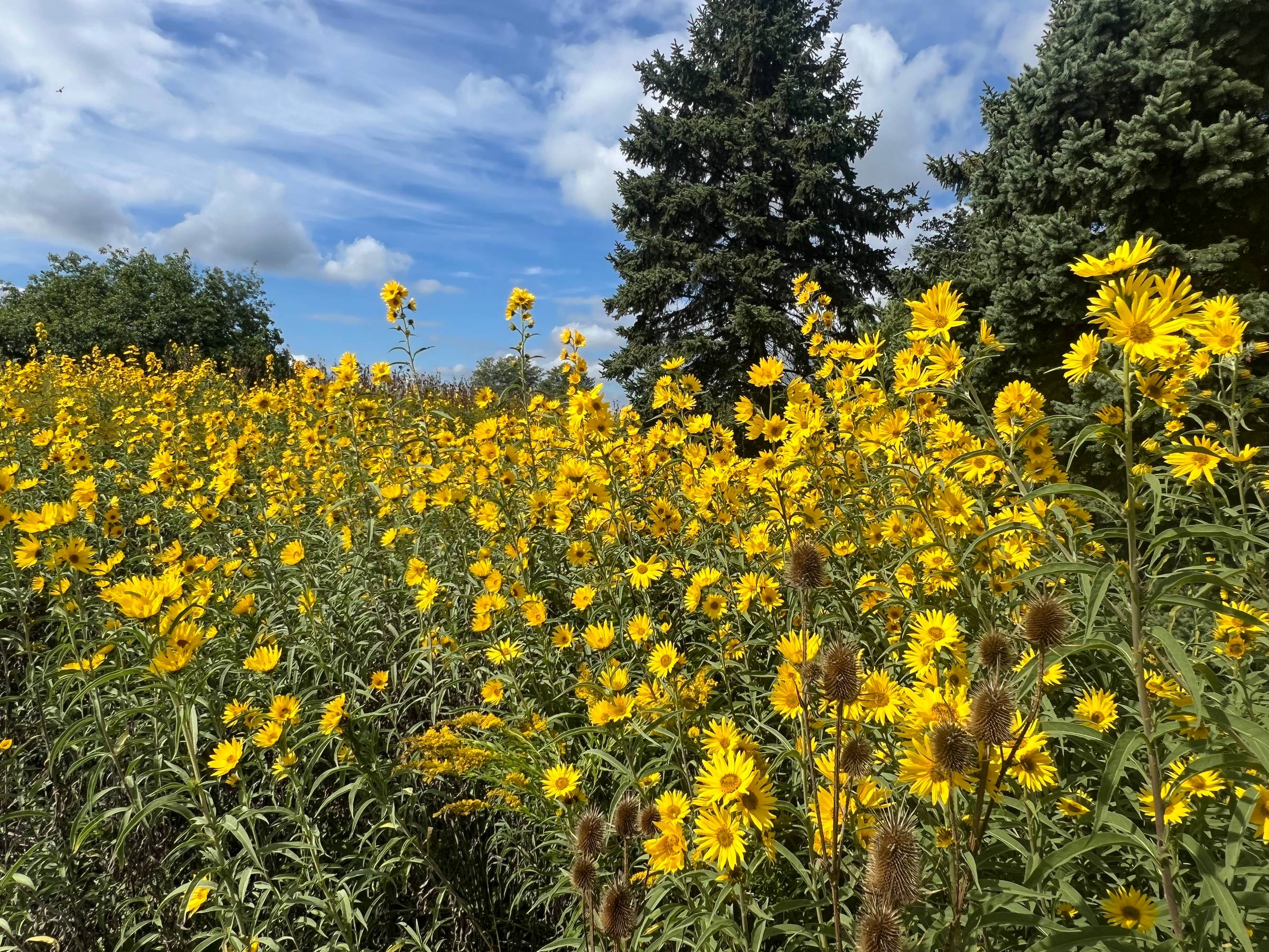 A series of sunflowers in a prairie point toward the bright sun.