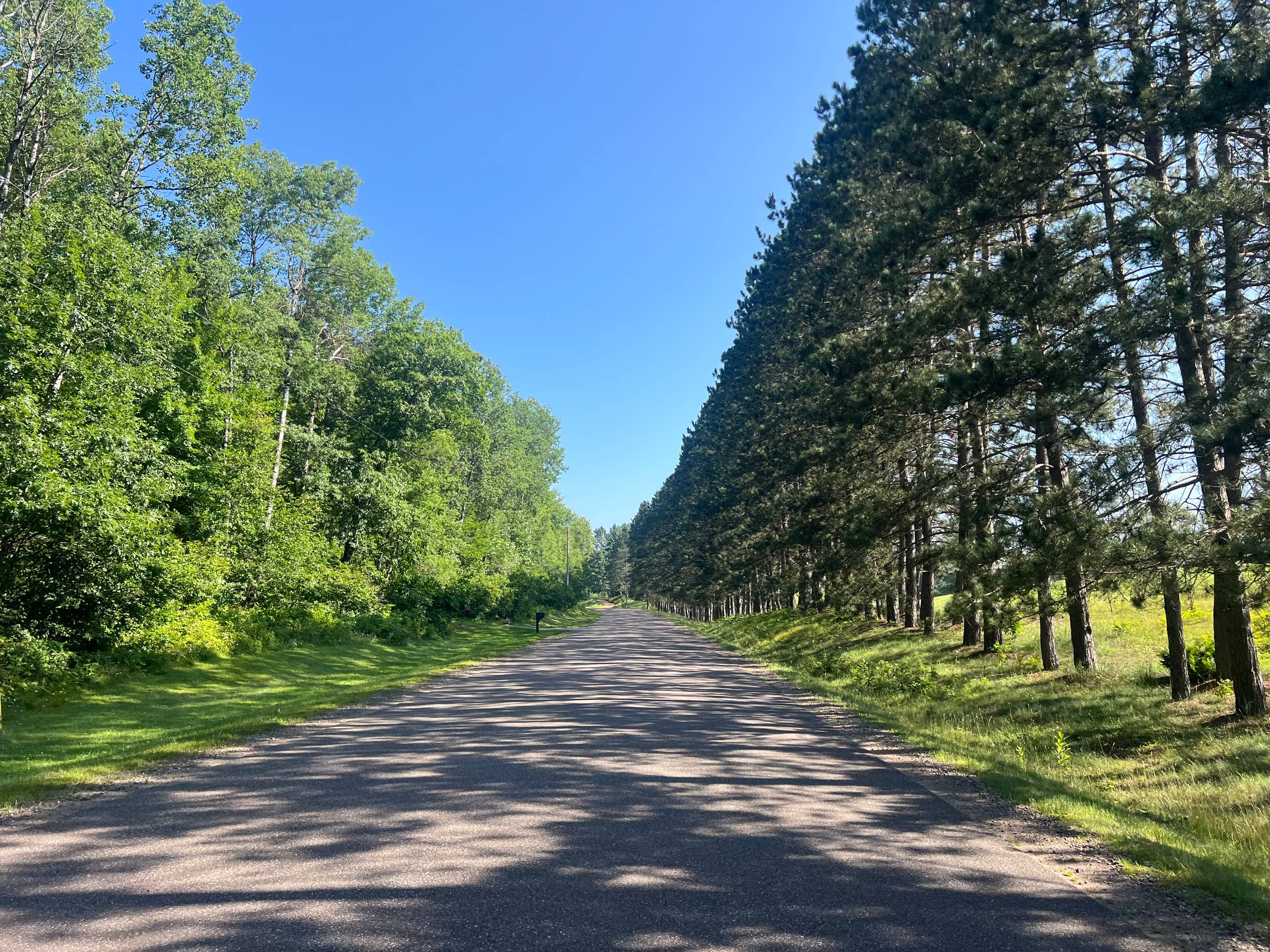 A row of pine and other trees lines each side of a rural road and makes shadows under a blue sky.