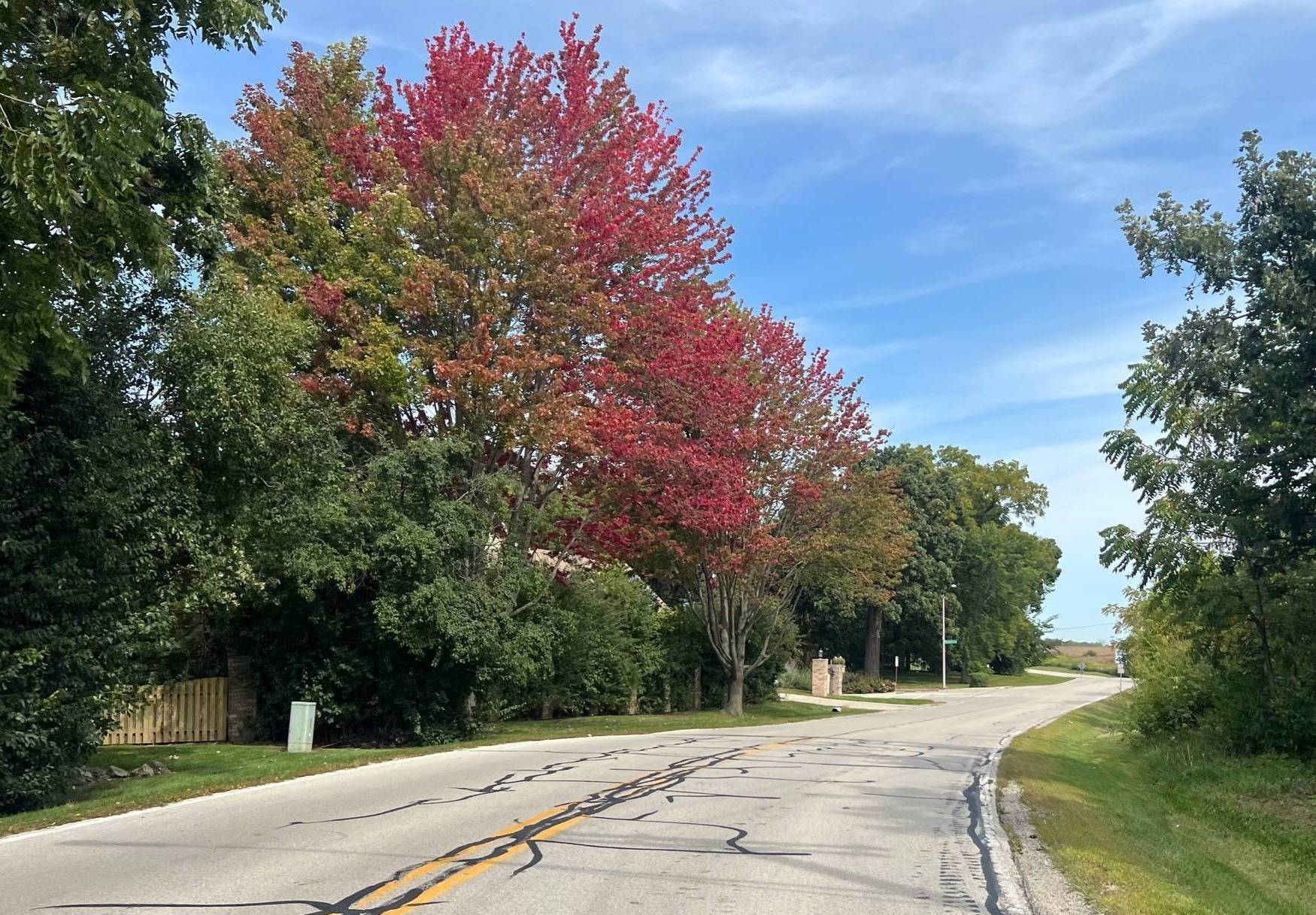 One tree in a row of trees starts to turn red on the left along a two-lane curving road.