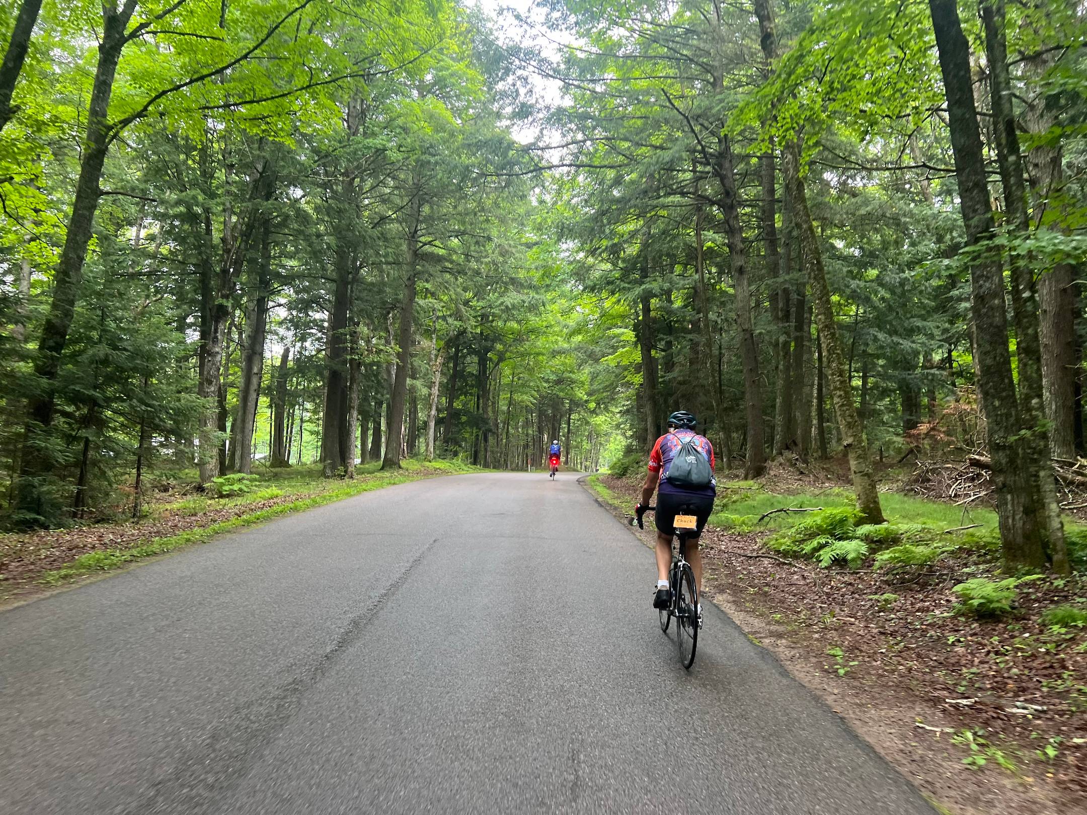 A cyclist rides down a road through a big forest.