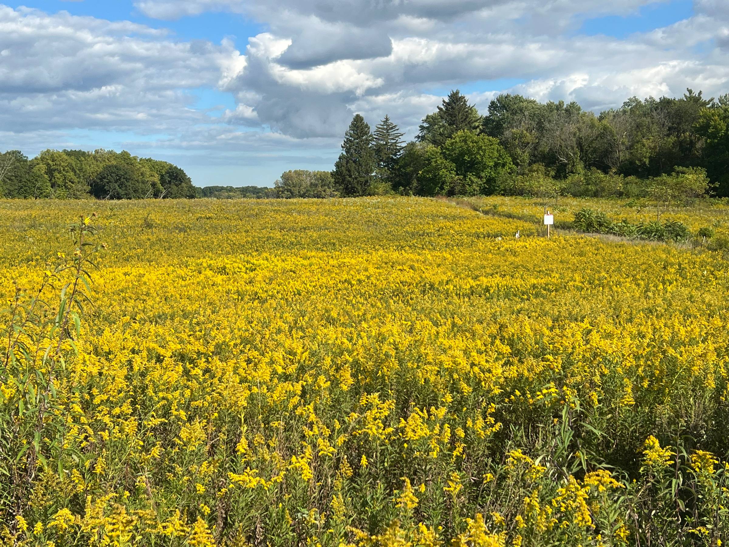 A field of bright yellow goldenrods in a forest preserve.
