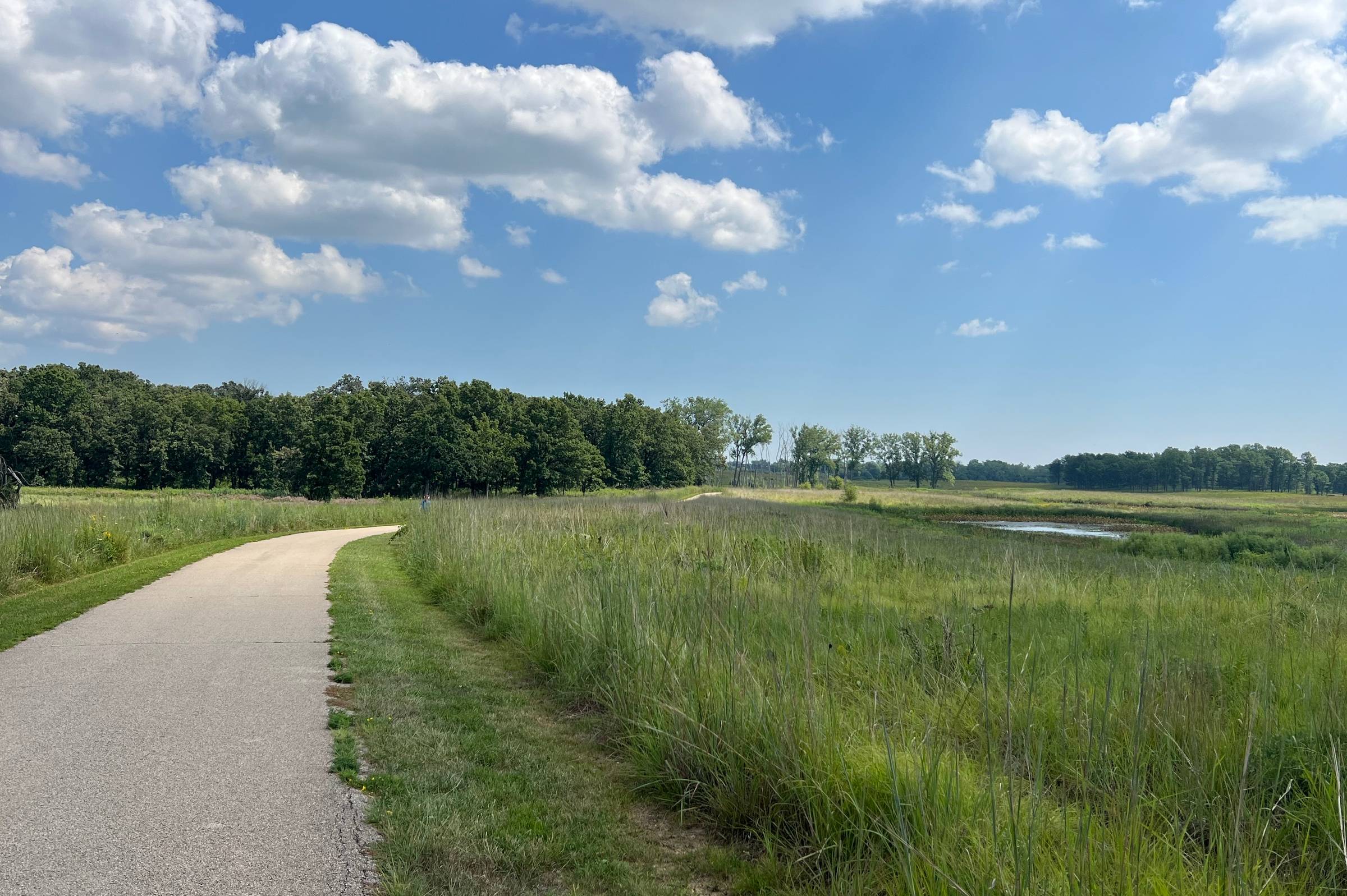 Serene nature trail through a lush green wetland with tall grasses and a winding paved path.