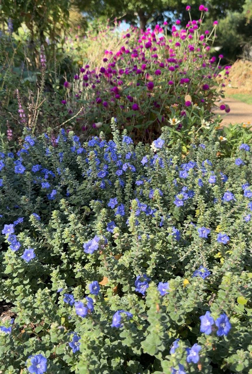 Evolvulus 'Blue Daze' and Gomphrena 'Audray Purple-Red'