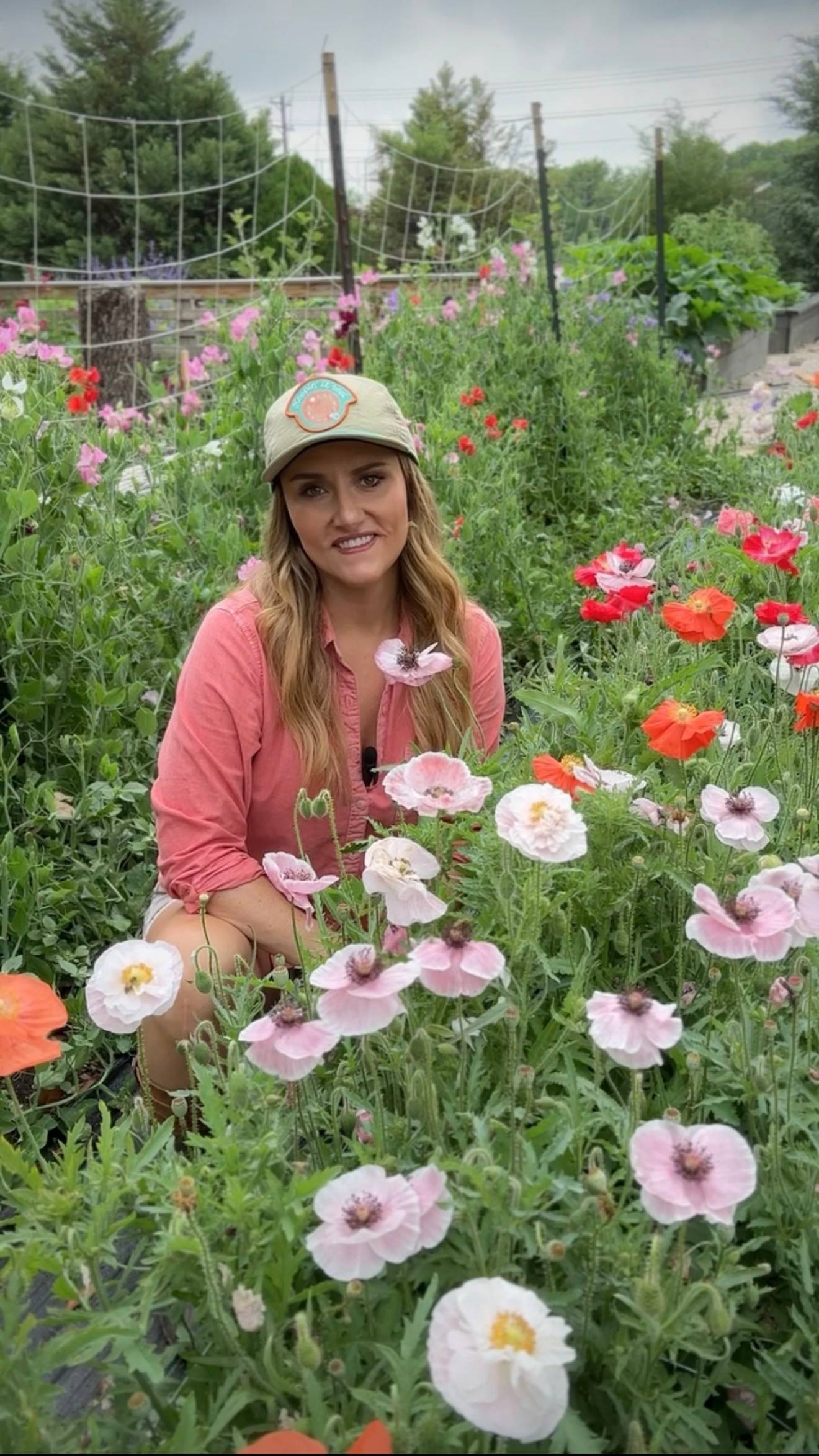Growing poppies in a garden in North Texas, Dallas-Fort Worth. 
