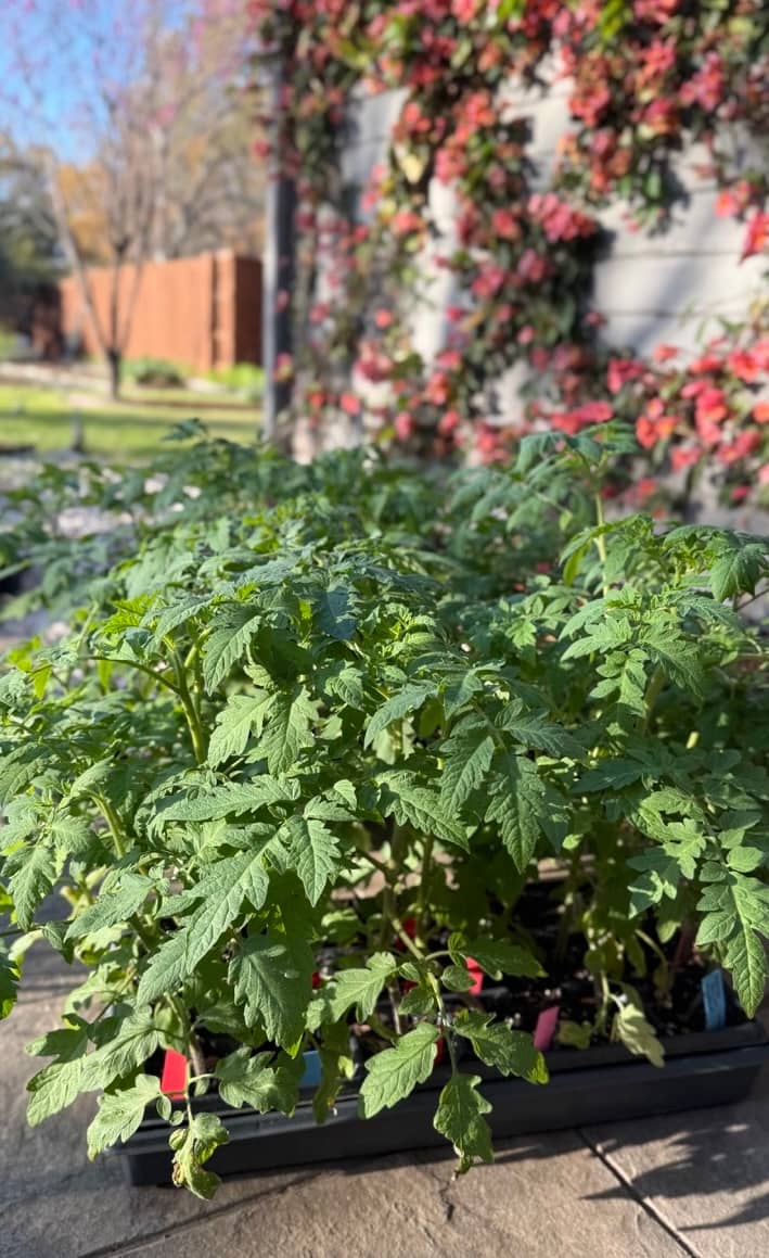 Growing tomatoes in North Texas