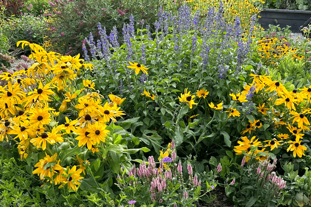North Texas perennial garden