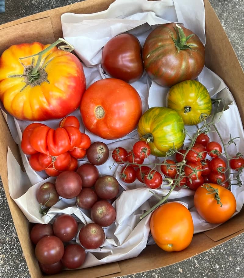 beautiful tomatoes grown in north texas garden