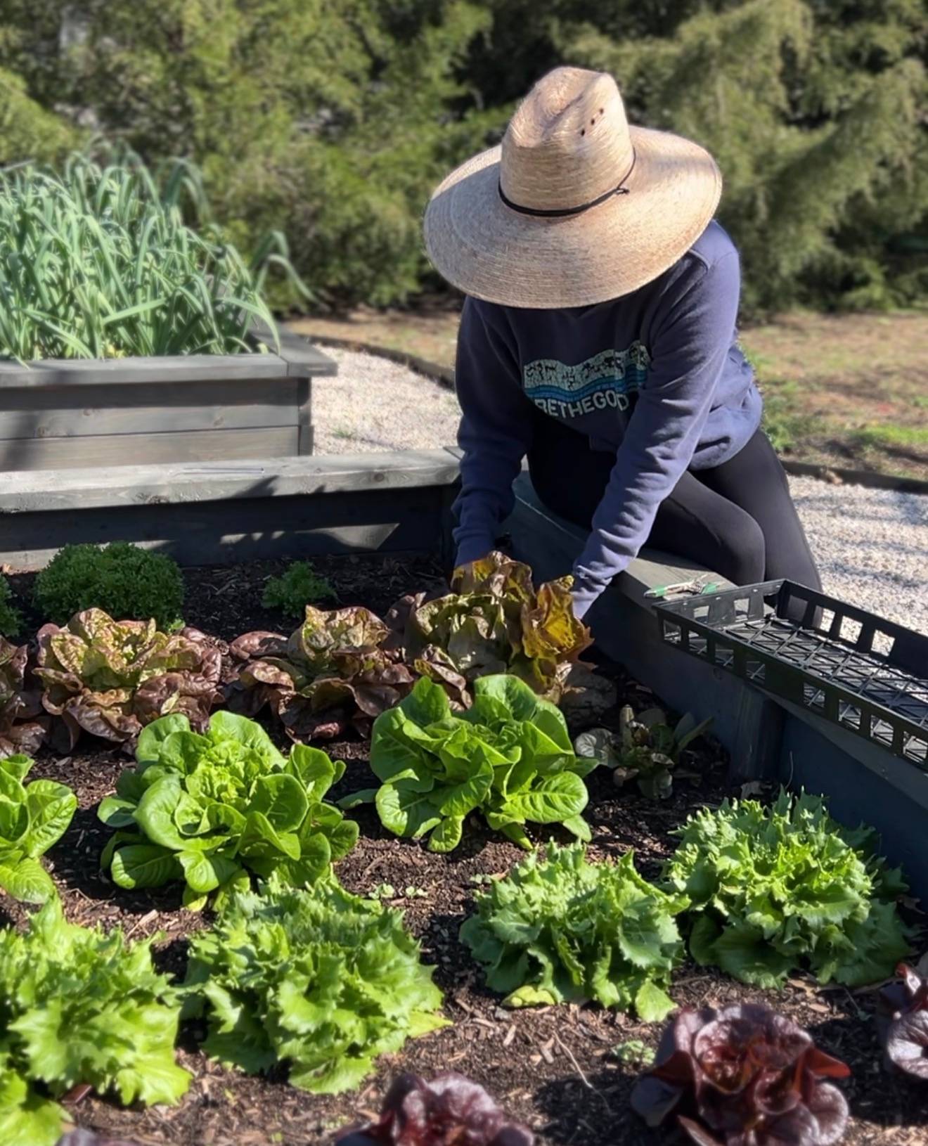 Gardener harvesting lettuce in a raised bed in North Texas. 