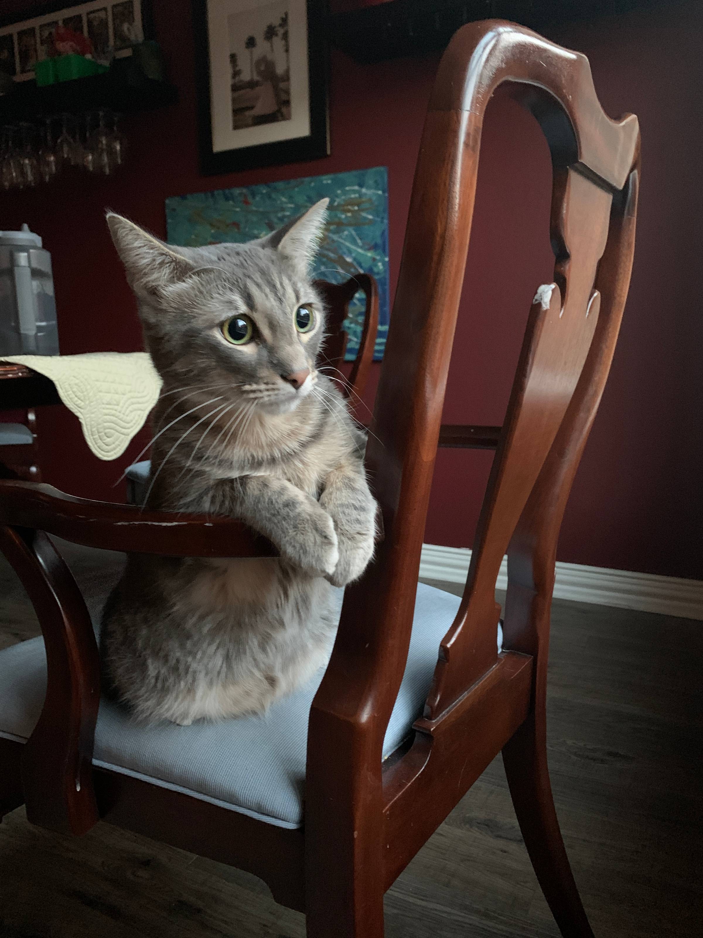 picture of a cute cat sitting on a chair looking out the window