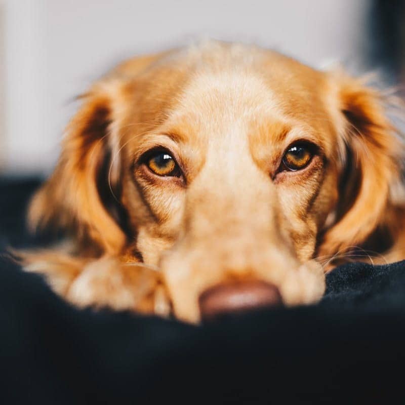 selective focus photography of dog lying on ground