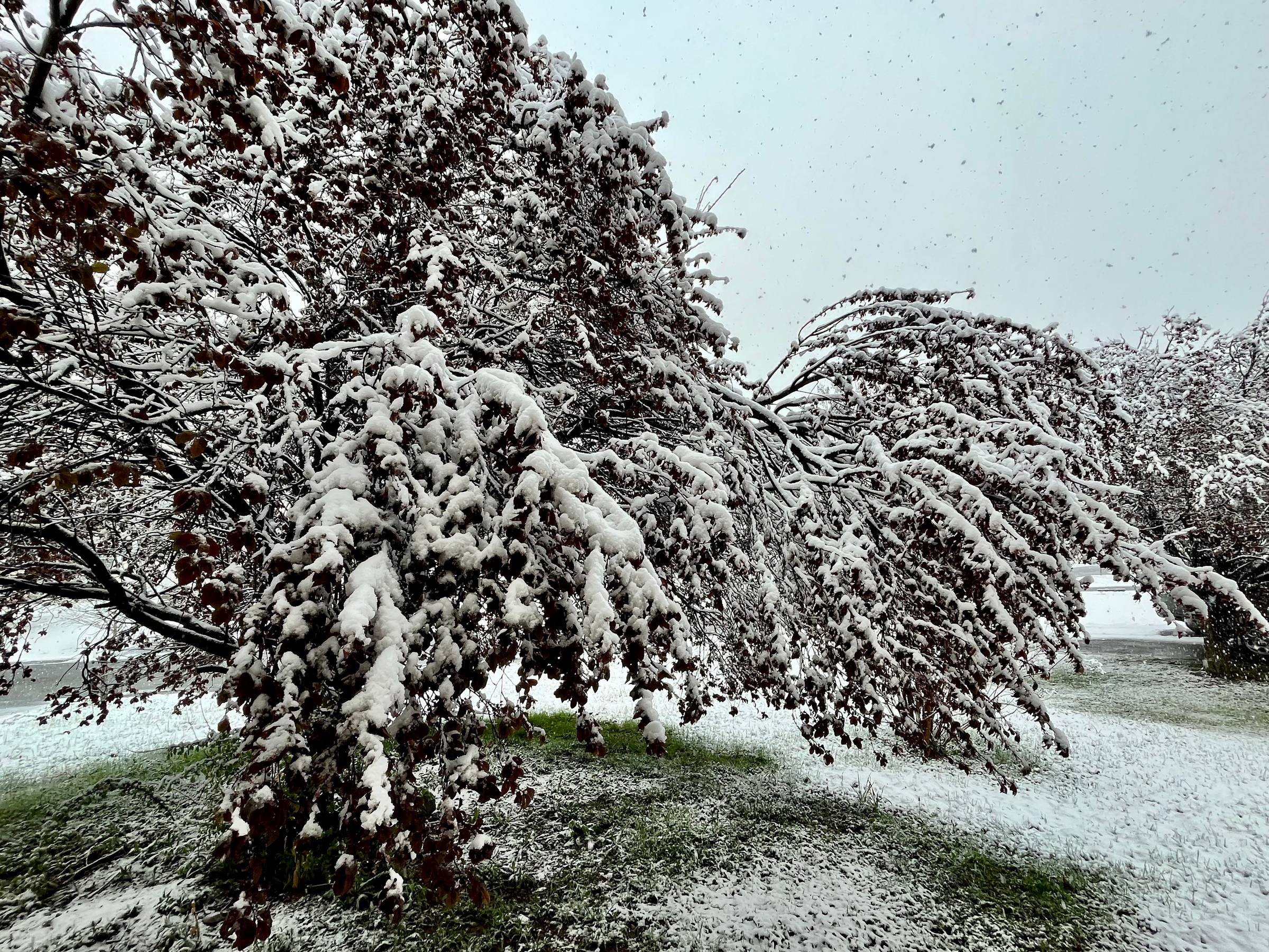 Heavy Snow on Cherry Trees
