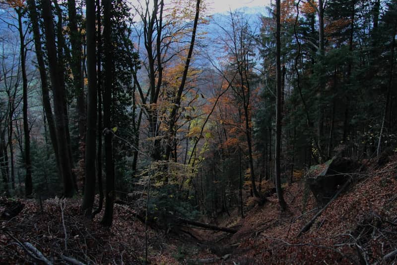 A forest filled with lots of tall trees