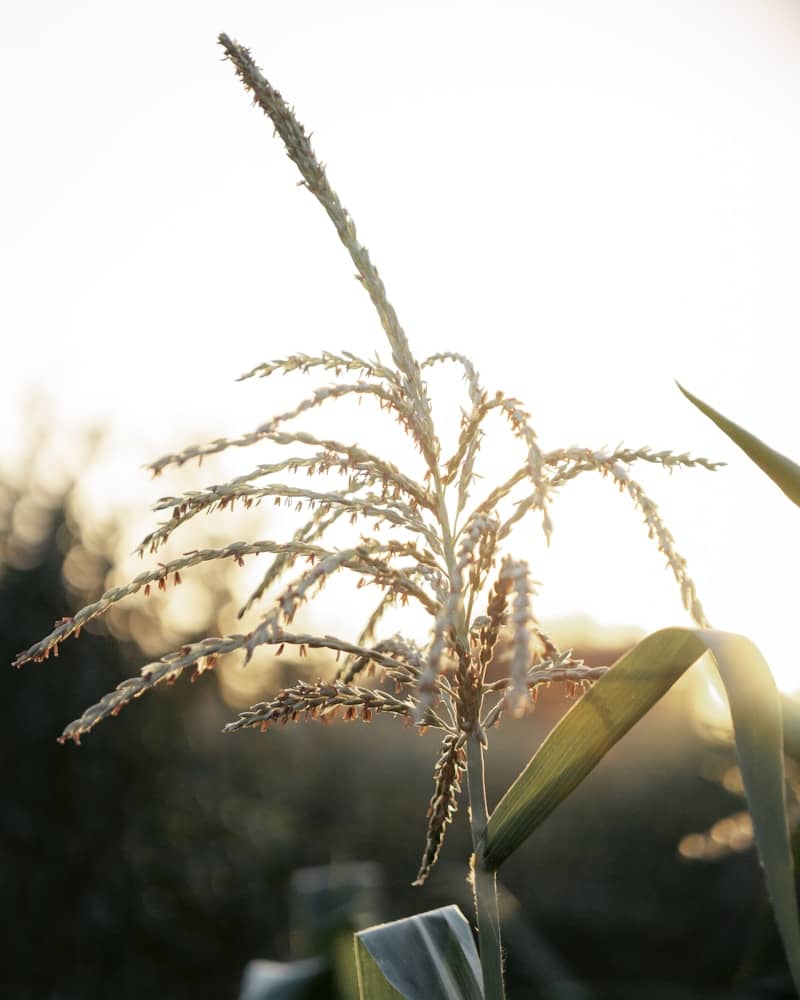 A close up of a plant with the sun in the background