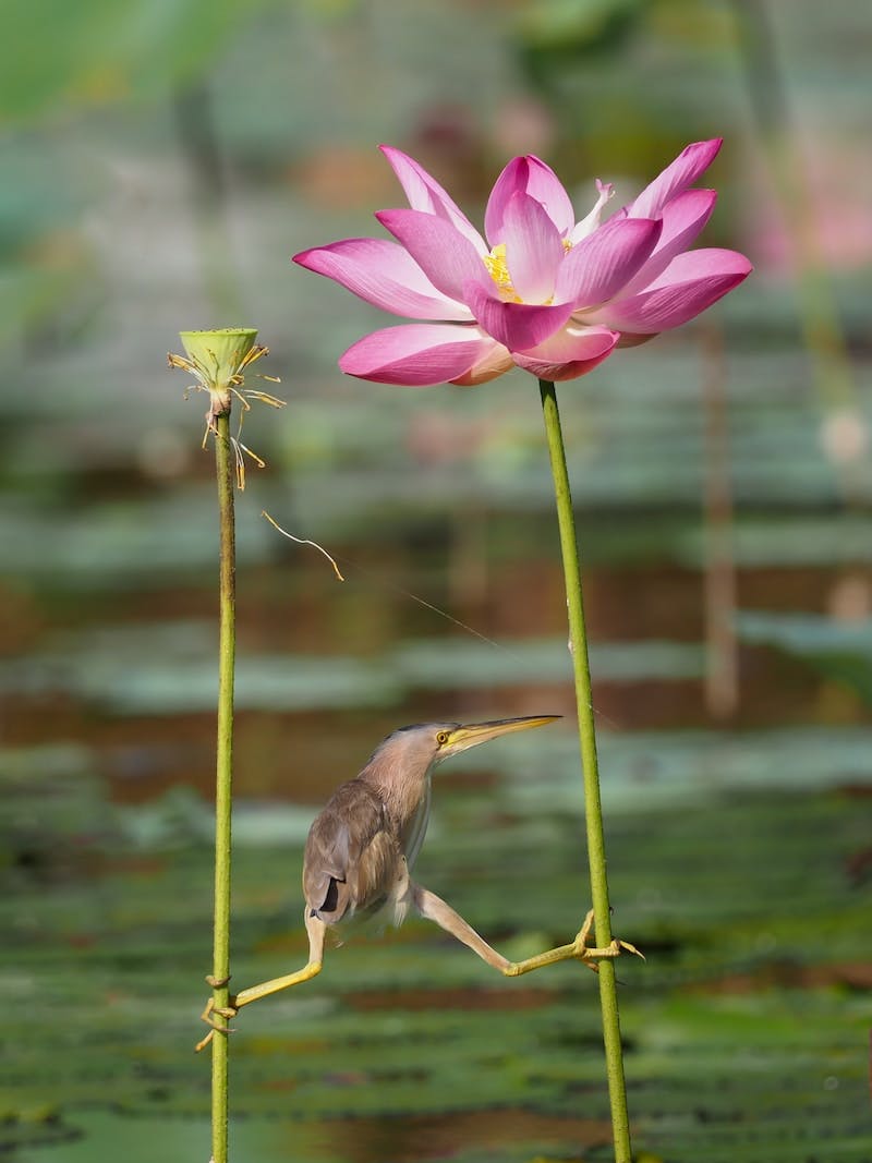 photo of bird holding his leg on pink petaled flower