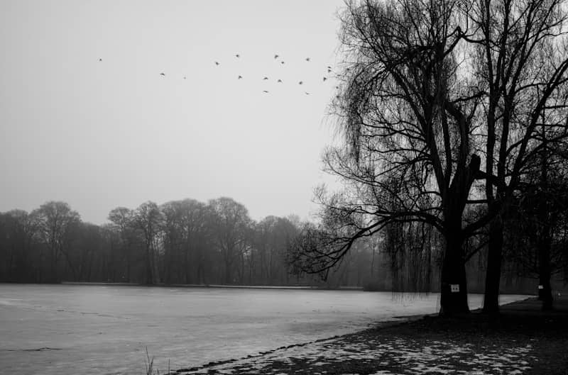 Monochrome lake scene with bare trees and birds flying.