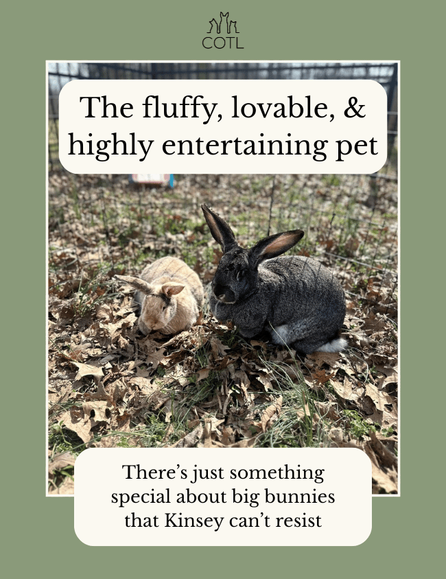 The fluffy, lovable, & highly entertaining pet. There’s just something special about big bunnies that Kinsey can’t resist