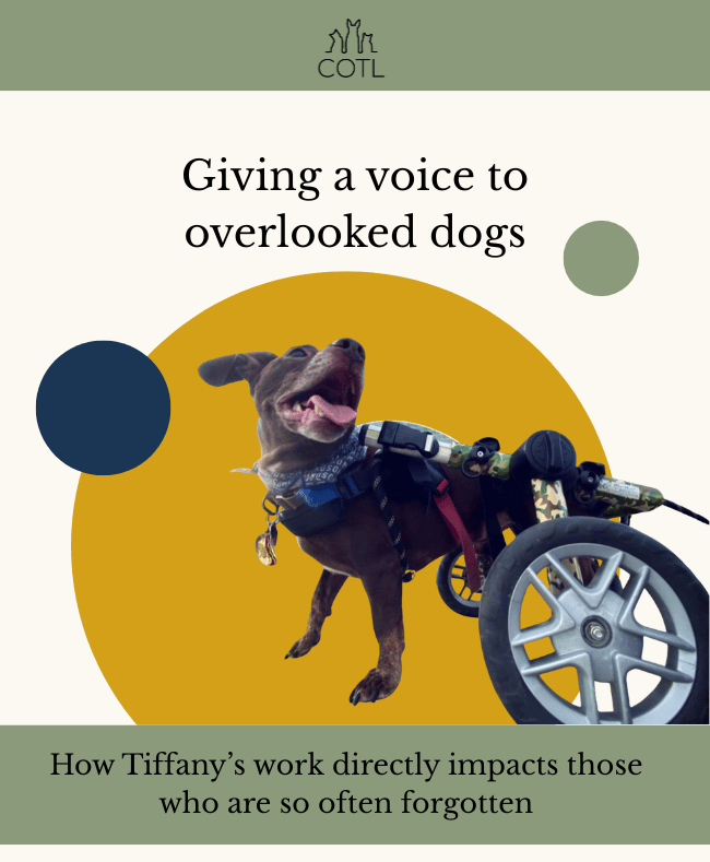 Giving a voice to overlooked dogs. How Tiffany’s work directly impacts those who are so often forgotten