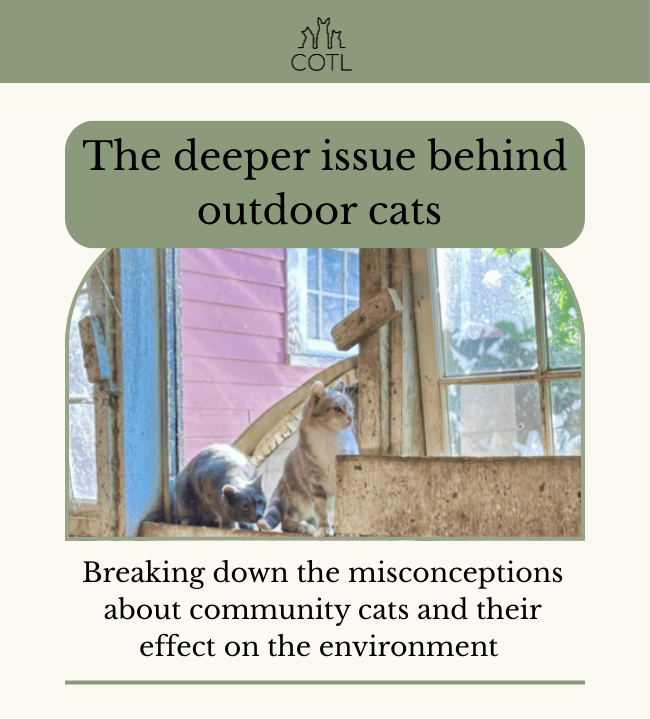 The deeper issue behind outdoor cats. Breaking down the misconceptions about community cats and their effect on the environment 