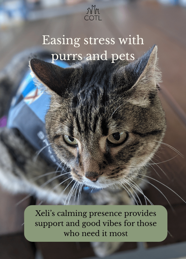 Easing stress with purrs and pets. Xeli’s calming presence provides support and good vibes for those who need it most