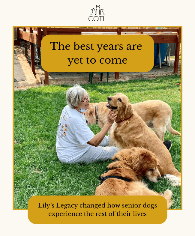 The best years are yet to come.  Lily’s Legacy changed how senior dogs experience the rest of their lives