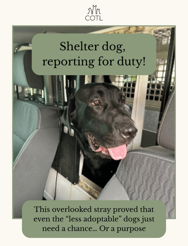 Shelter dog, reporting for duty! This overlooked stray proved that even the “less adoptable” dogs just need a chance… Or a purpose