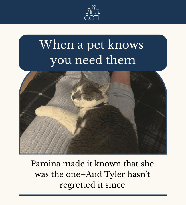 When a pet knows you need them. Pamina made it known that she was the one–And Tyler hasn’t regretted it since