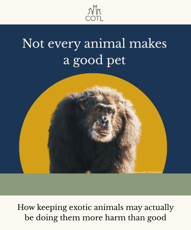 Not every animal makes a good pet. How keeping exotic animals may actually be doing them more harm than good