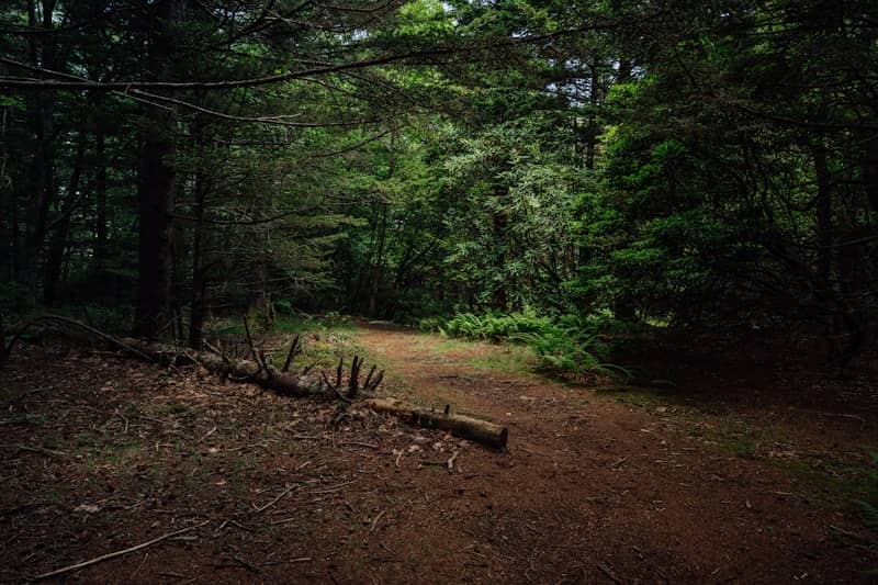 A forest path leads into the woods.
