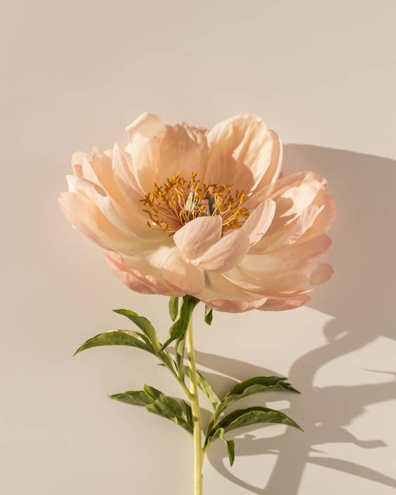 Spring floral arrangement for the Full Flower Moon