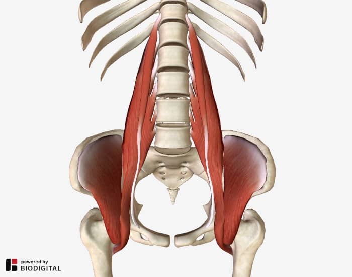 Yoga Stretches and Muscle Releases for a Tight Psoas