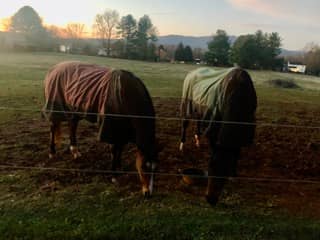 Laddie and Bella in their sheets