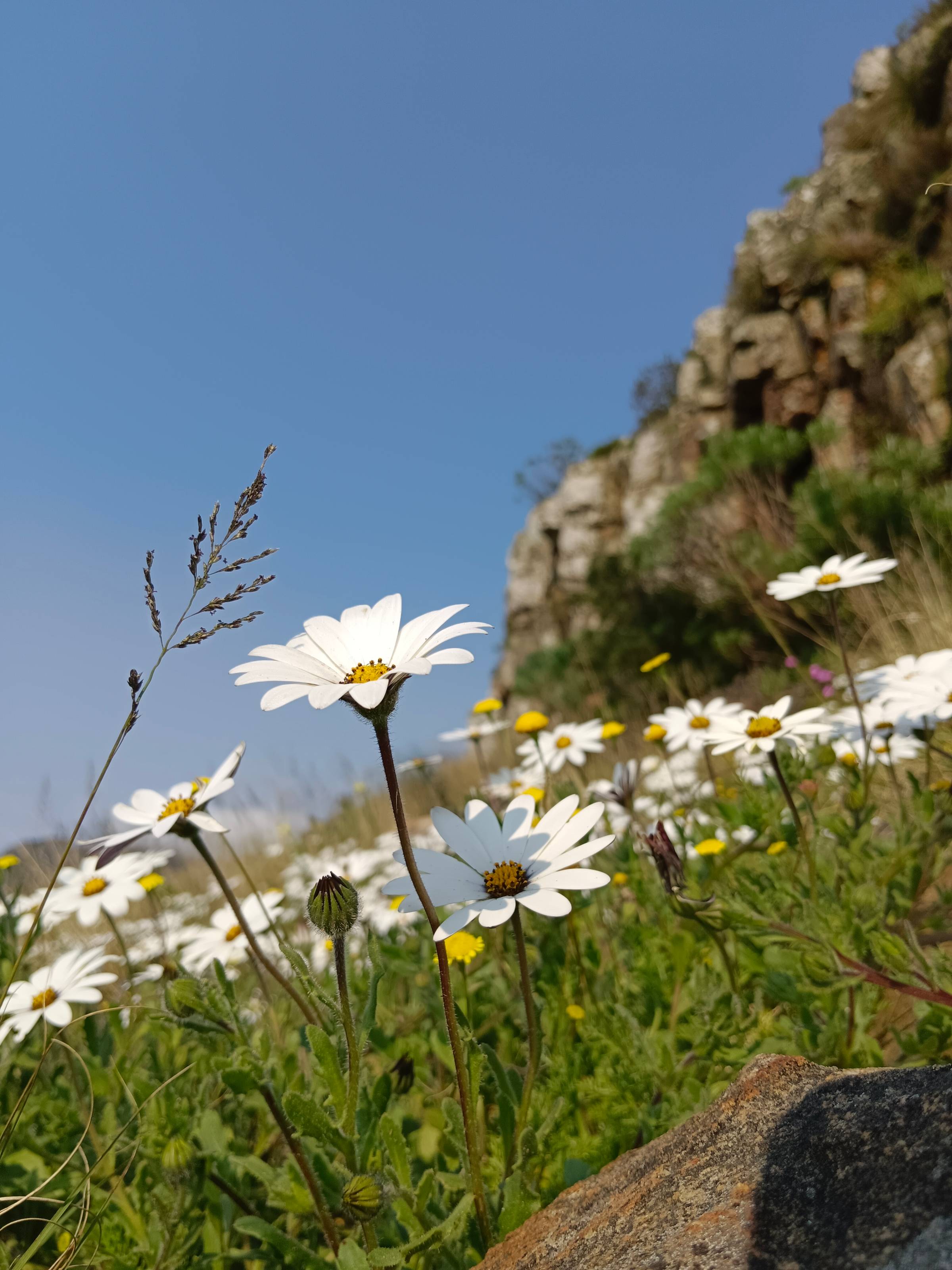 Fresh sping daisy on Table Mountain