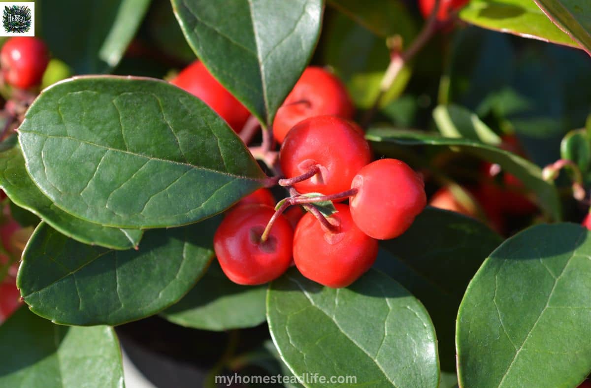 wintergreen mint