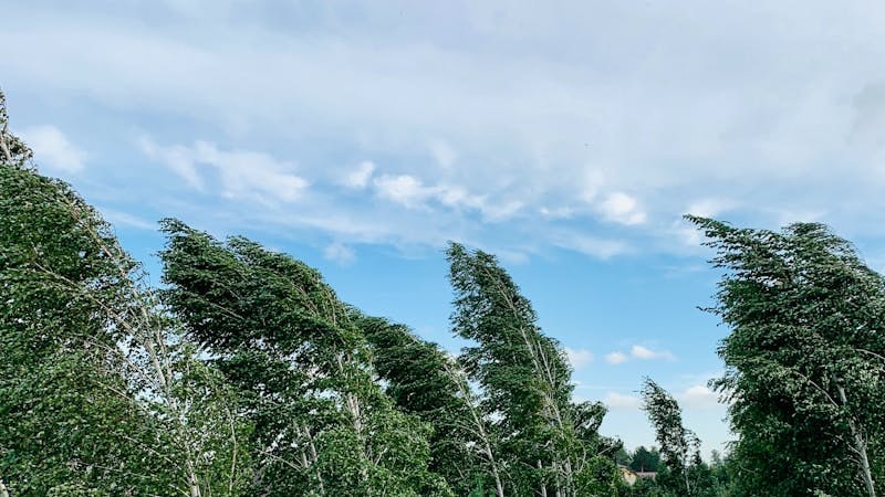 A row of trees in a field with a blue sky in the background