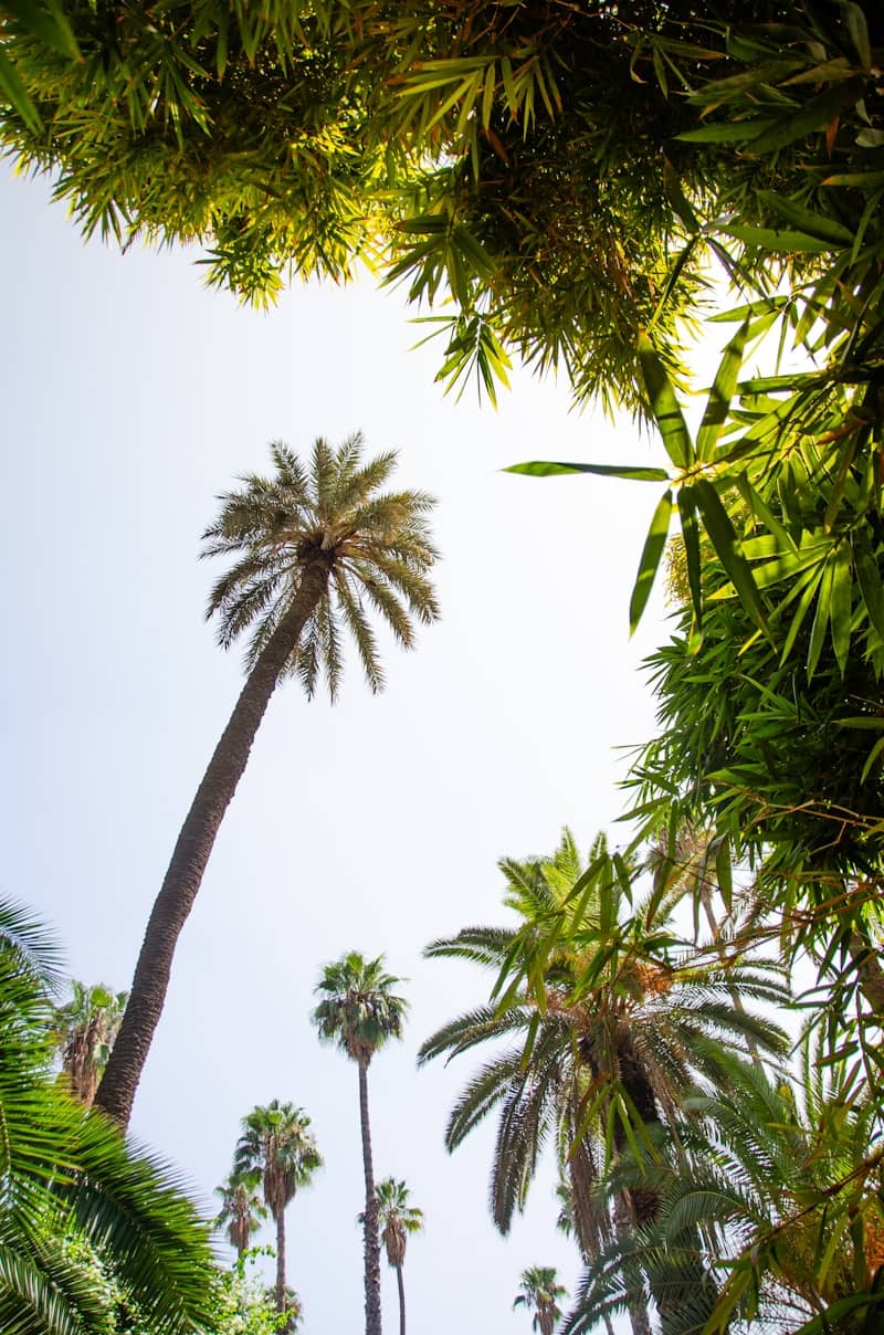 Palm trees reach for the sky surrounded by greenery.