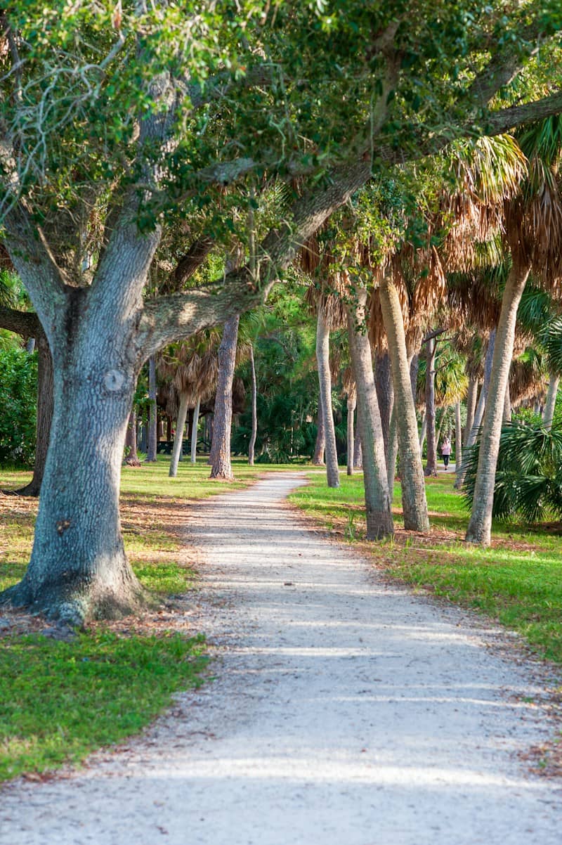 A dirt path winding through a grove of oak and palm trees