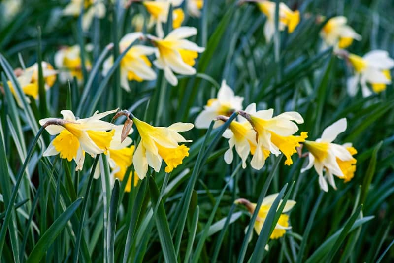 Yellow and white daffodils bloom in a field.